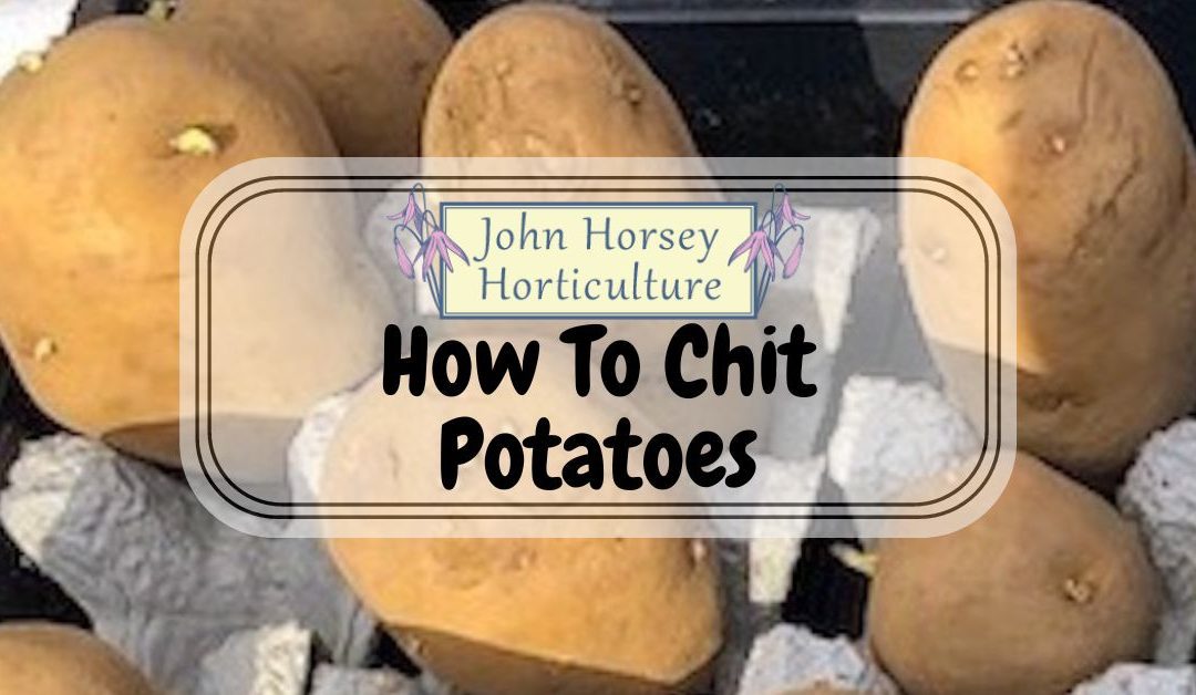 How to Chit Potatoes