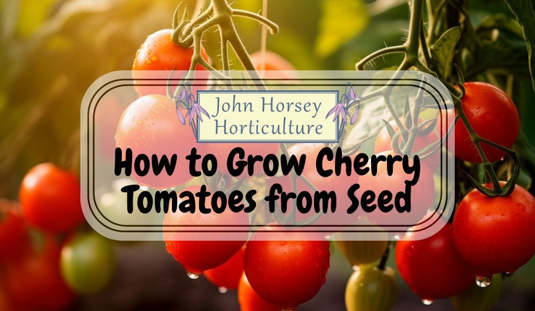How To Grow Cherry Tomatoes From Seed
