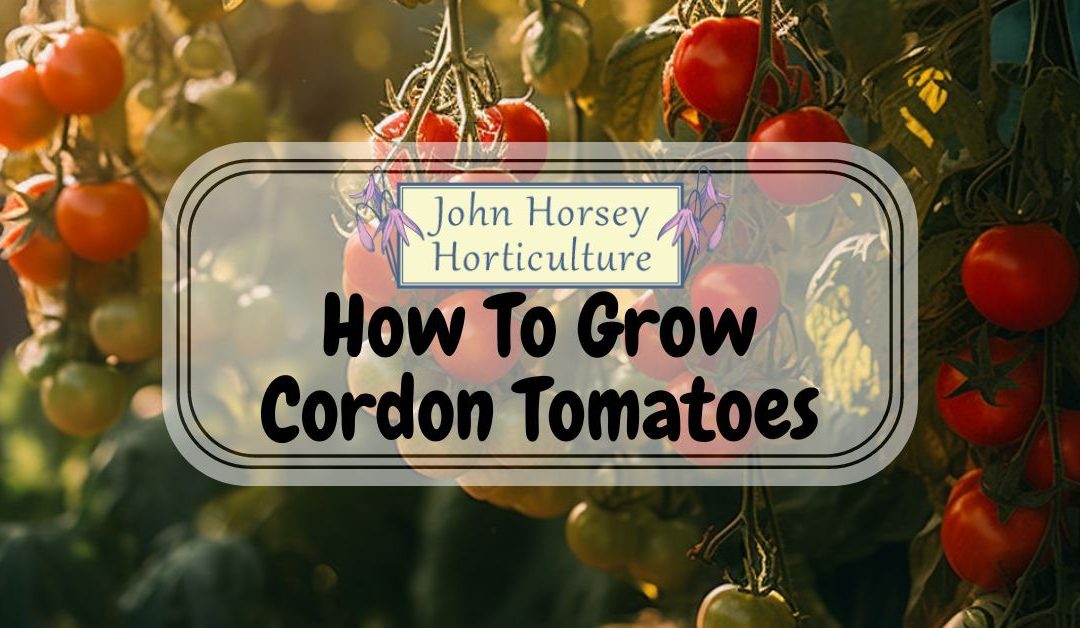 How To Grow Cordon Tomatoes