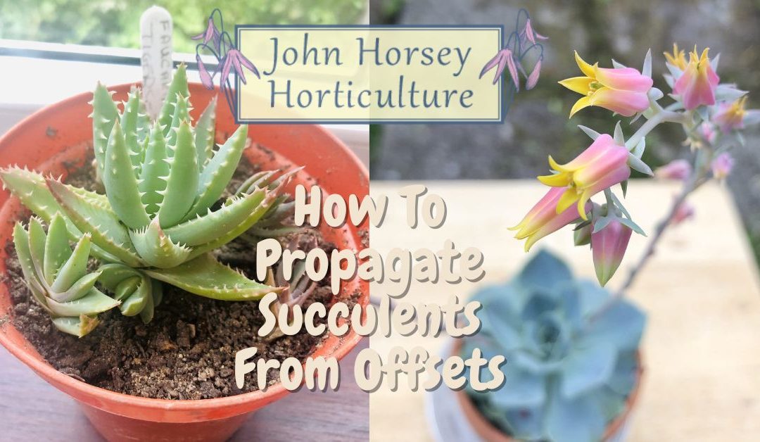 How To Propagate Succulents From Offsets