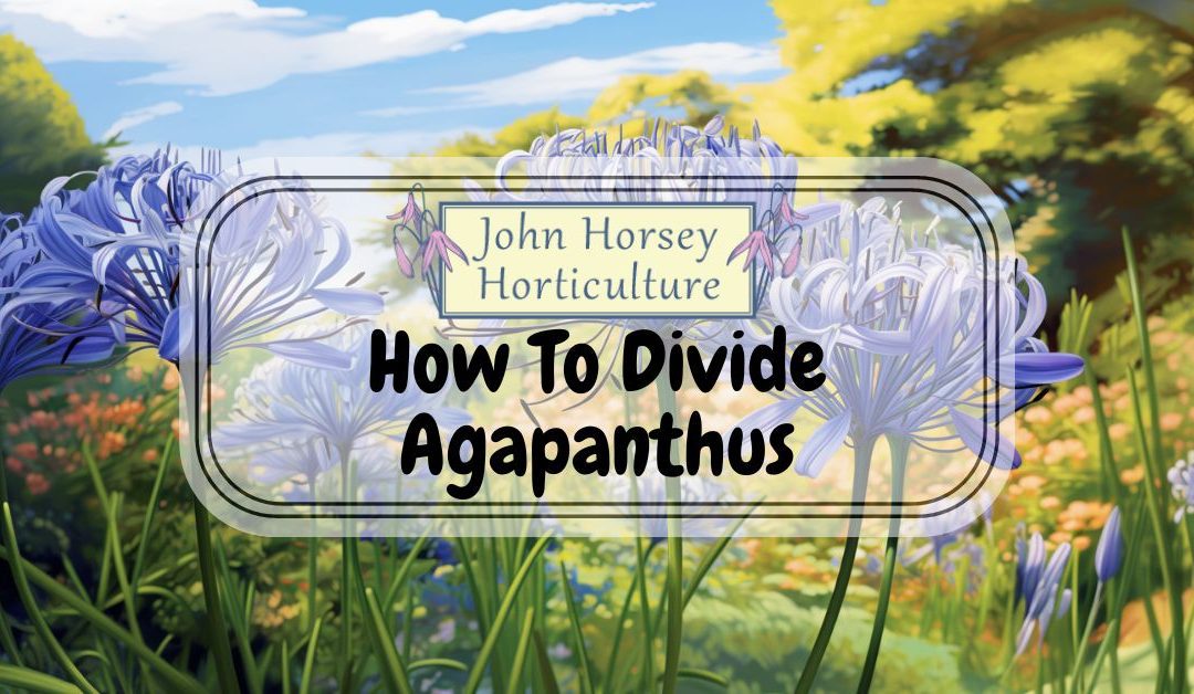 How To Divide Agapanthus