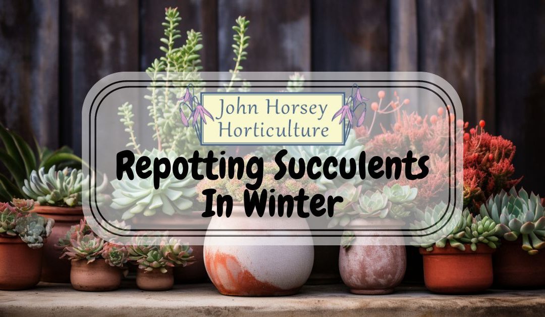 Repotting Succulents In Winter