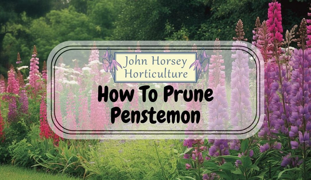How To Prune Penstemon