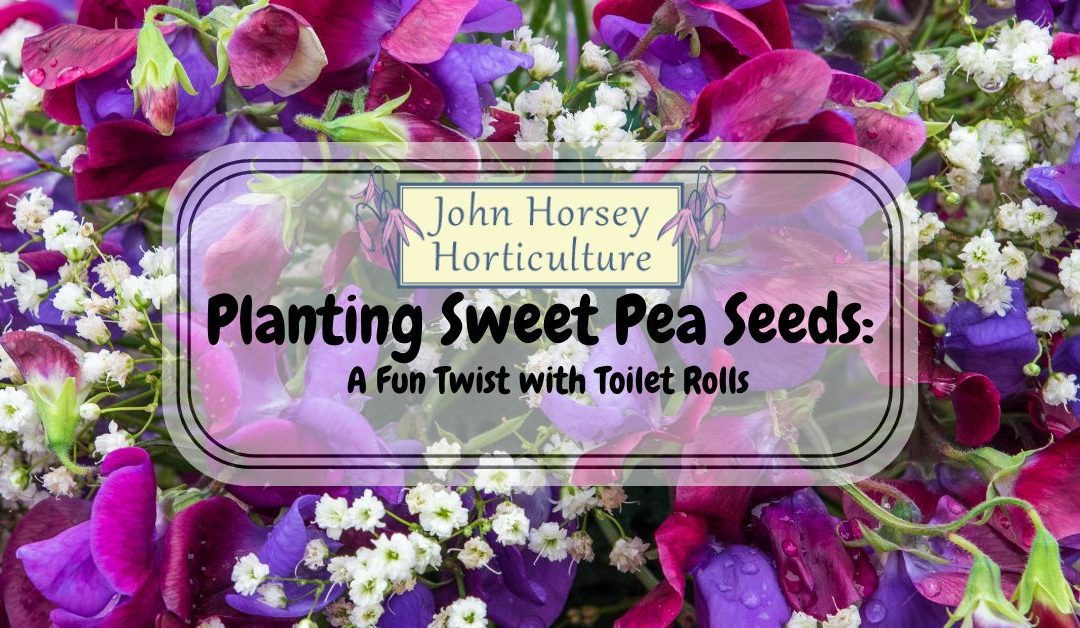 Planting Sweet Pea Seeds