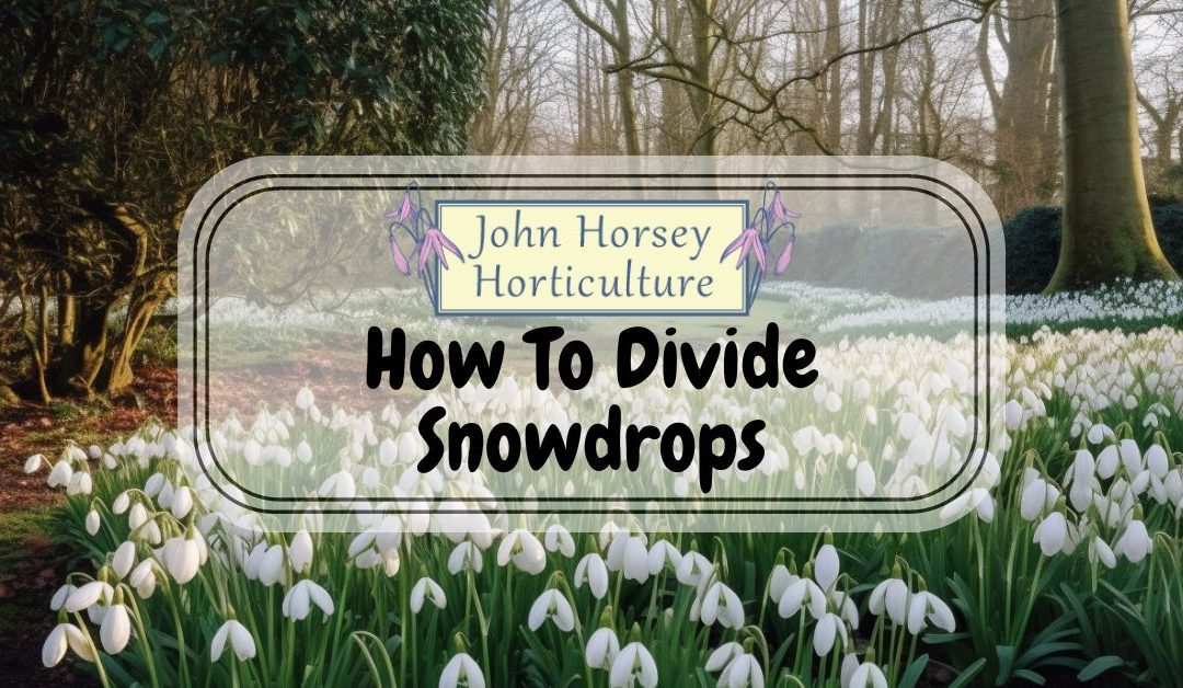 How To Divide Snowdrops